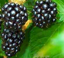 Blackberry - proprietăți medicinale