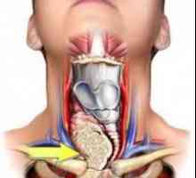 Hipoplazia arterei vertebrale stânga: ce este?