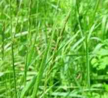Wheatgrass - descrierea proprietăți utile, aplicare