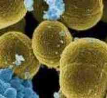 Tamoxifenul poate lupta chiar si cu Staphylococcus aureus