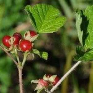 Rubus Piatra - o descriere a proprietăți utile, aplicare