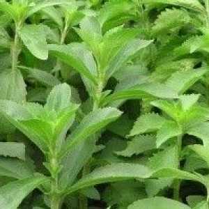 Stevia sau miere de iarbă - descrierea proprietăți utile, aplicare