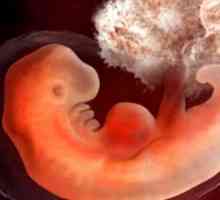 Obstetrice 3 saptamani de la conceptie si sarcina: Ce se întâmplă în corpul unei femei