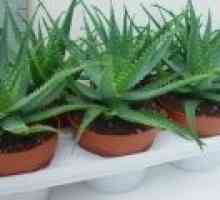Aloe vera, proprietăți utile