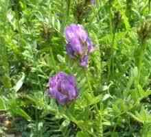 Astragalus - proprietăți terapeutice, aplicație