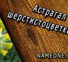 Astragalus sherstistotsvetkovy terapeutice proprietăți, utilizare, contraindicații