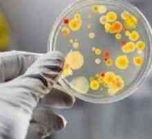 Bacteriile din urina din timpul sarcinii