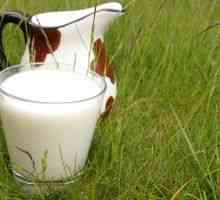 Bruceloza: atunci când un pahar de lapte poate fi periculos