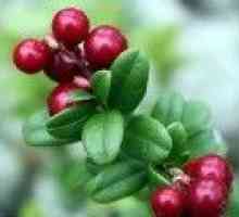 Lingonberry - proprietăți medicinale, contraindicații