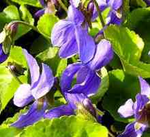 Violet parfumat - proprietăți medicinale