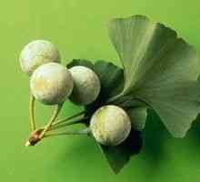 Ginkgo biloba (plantă) - descriere, proprietăți medicinale, utilizarea