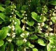 Wintergreen rotundifolia - descrierea proprietăți utile, aplicare