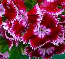 Carnation - proprietăți medicinale
