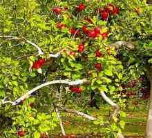 Apple a arborelui - proprietăți medicinale