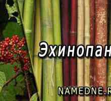 Ehinopanaks - proprietăți medicinale