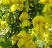 Karagan (salcâm galben) - descrierea, utilizarea proprietăților terapeutice