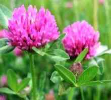 Trifolium pratense (trifoi roșu) - descrierea proprietăți utile, utilizarea