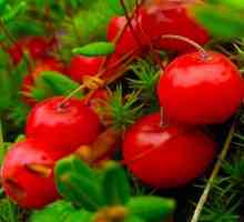 Proprietăți medicinale Cranberry