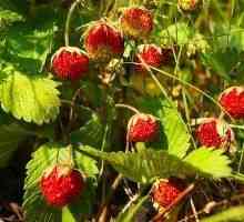 Strawberry Forest - o descriere a proprietăților utile, aplicarea