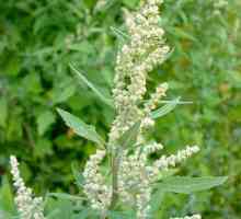 Quinoa - proprietăți medicinale
