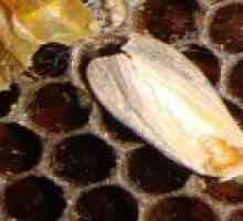 Tratamentul tinctură ceara moliei: metoda de aplicare