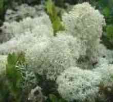 Lichen (fungi) - descrierea proprietăți utile, utilizarea