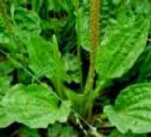 Frunze de patlagina. proprietăți medicinale