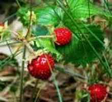 Frunze de căpșuni: proprietăți de vindecare ale