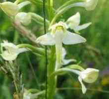 Platanthera bifolia - descrierea proprietăți utile, aplicare