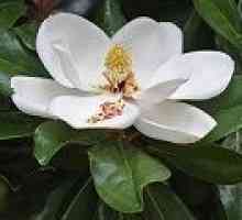 Magnolia - o descriere a proprietăți utile, aplicare