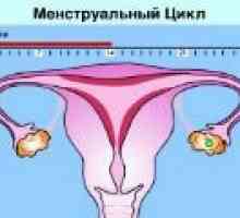 Un ciclu menstrual normal la femei