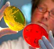 Ce semnale Staphylococcus aureus în fecale la sugari