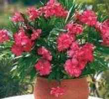 Oleander - îngrijire, propagare, tăierea - descrierea proprietăți utile, aplicare