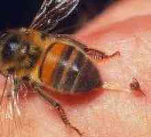 Venin de viespe distruge celulele canceroase