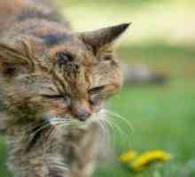 Caracteristici și metode de tratare a cancerului la pisici