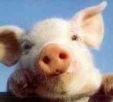Rinichi de porc va fi transplantate la oameni