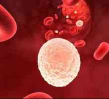Creșterea de celule albe din sânge în urină în timpul sarcinii