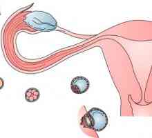 Semne de senzatii de ovulatie