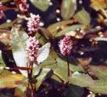 Pondweed (plantă) - descrierea proprietăți utile, utilizarea