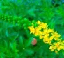 Agrimony iarbă obișnuită - o descriere a proprietăților utile, aplicarea