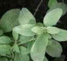 Marrubium vulgare: aplicarea proprietăților terapeutice