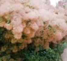 Cotinus coggygria copac de fum sau de pin (de reproducere, de plantare și îngrijire)