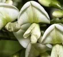 Sophora japonica - o descriere a proprietăți utile, aplicare