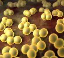 Staphylococcus aureus: Simptome si tratament