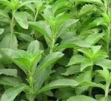 Stevia sau miere de iarbă - descrierea proprietăți utile, aplicare