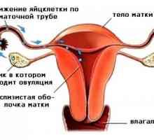 Stimularea ovulatiei