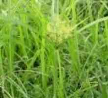 Rogoz (iarbă) - descrierea proprietăți utile, aplicare