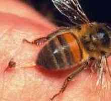 Intepatura de o albină, viespe, Hornet: Tratamente