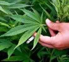 În Croația a fost permis să folosească marijuana în scopuri medicale