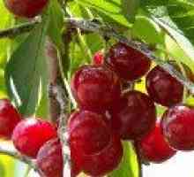 Cherry arbust - o descriere a proprietăți utile, aplicare